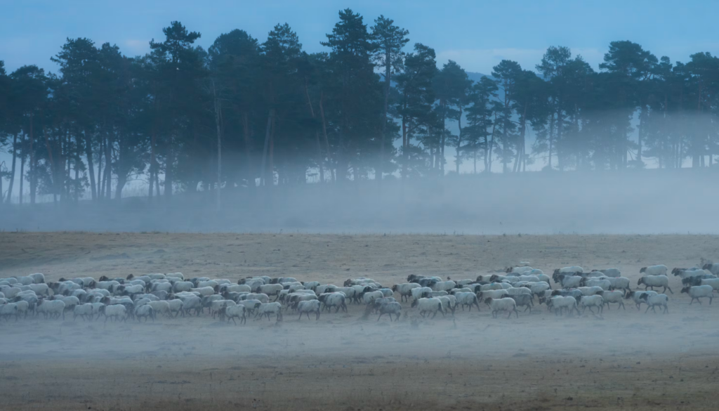 Gregge di pecore in un campo avvolto dalla nebbia, immagine simbolica del ricordo e del desiderio di dimenticare